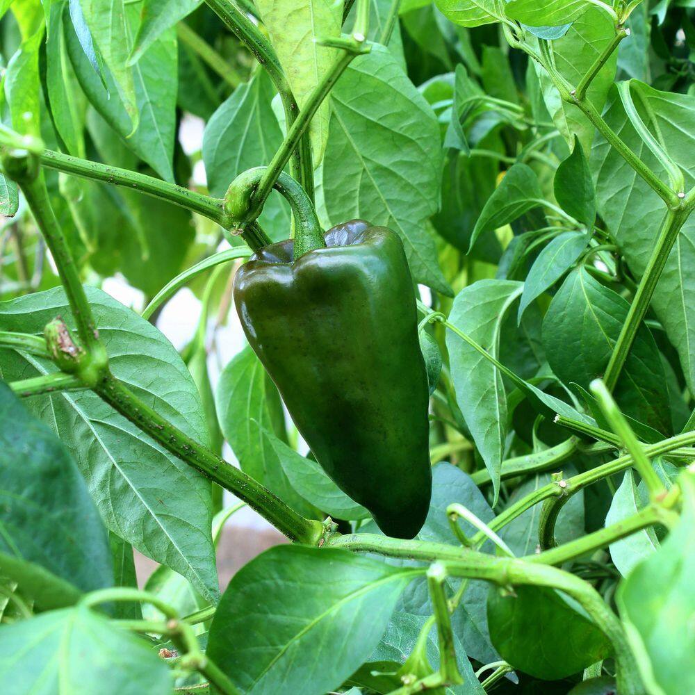 2.5 in. Chile Pepper Poblano Plant 3-Piece - Hercitys