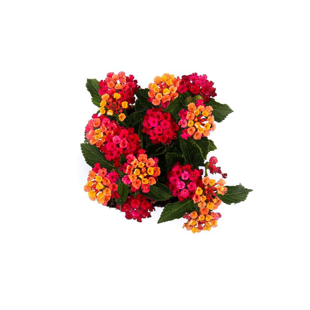 1 Qt. Pink Lantana Plant (4-Pack) - Hercitys
