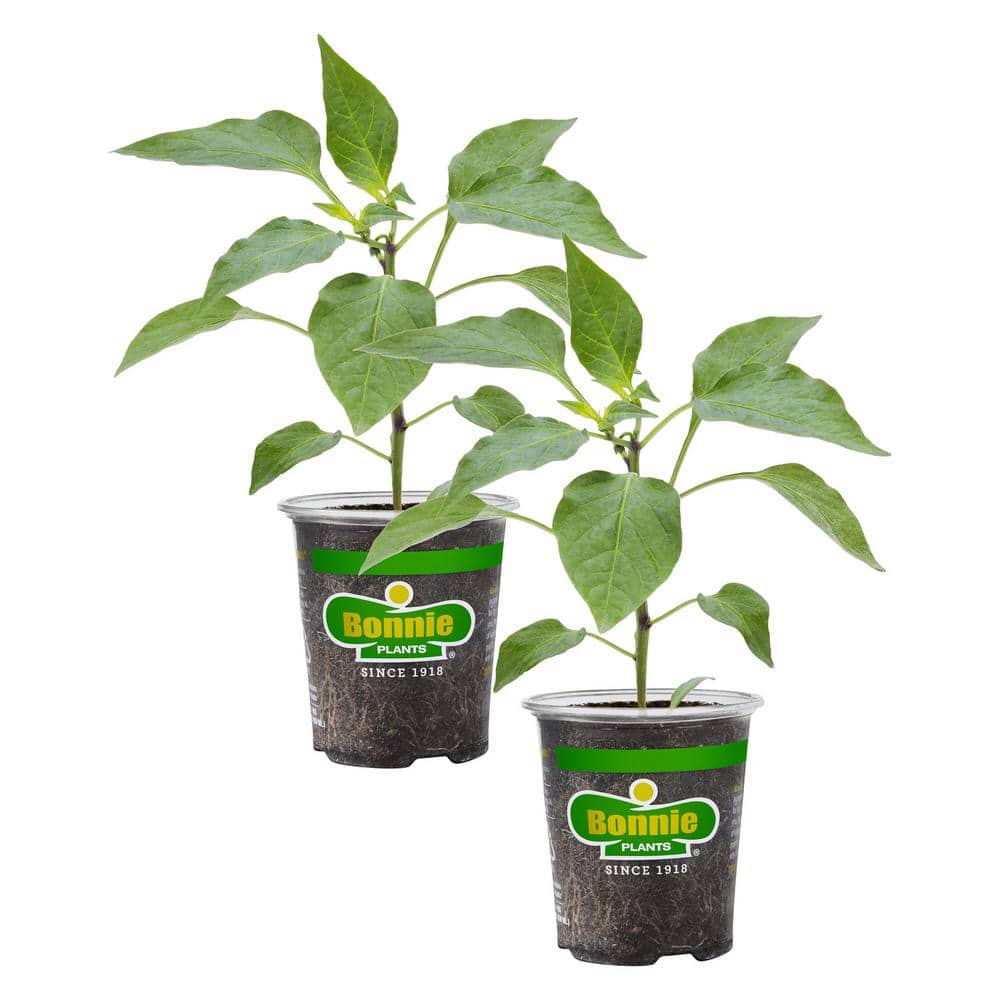 19 oz. Sweet Green Bell Pepper Plant (2-Pack) - Hercitys