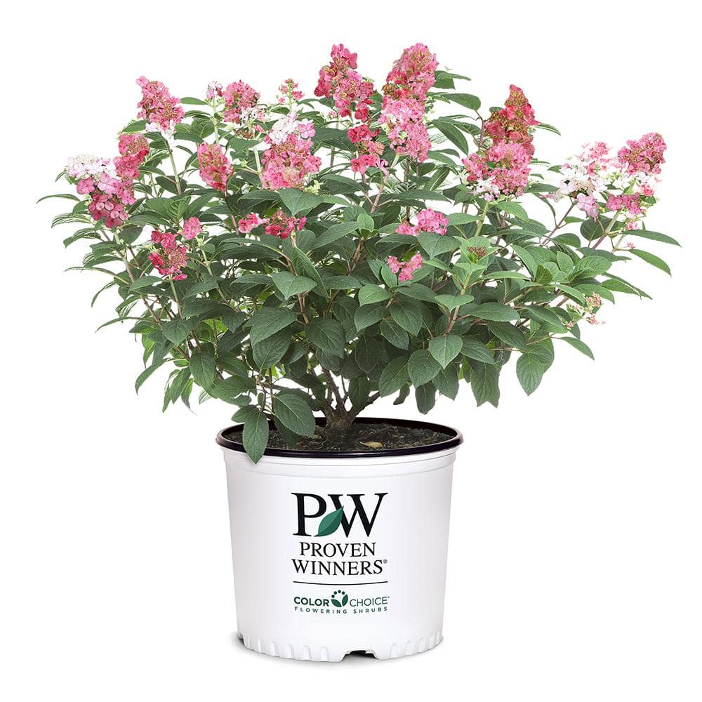 2 Gal. Little Quick Fire Hydrangea Shrub with White Flowers - Hercitys