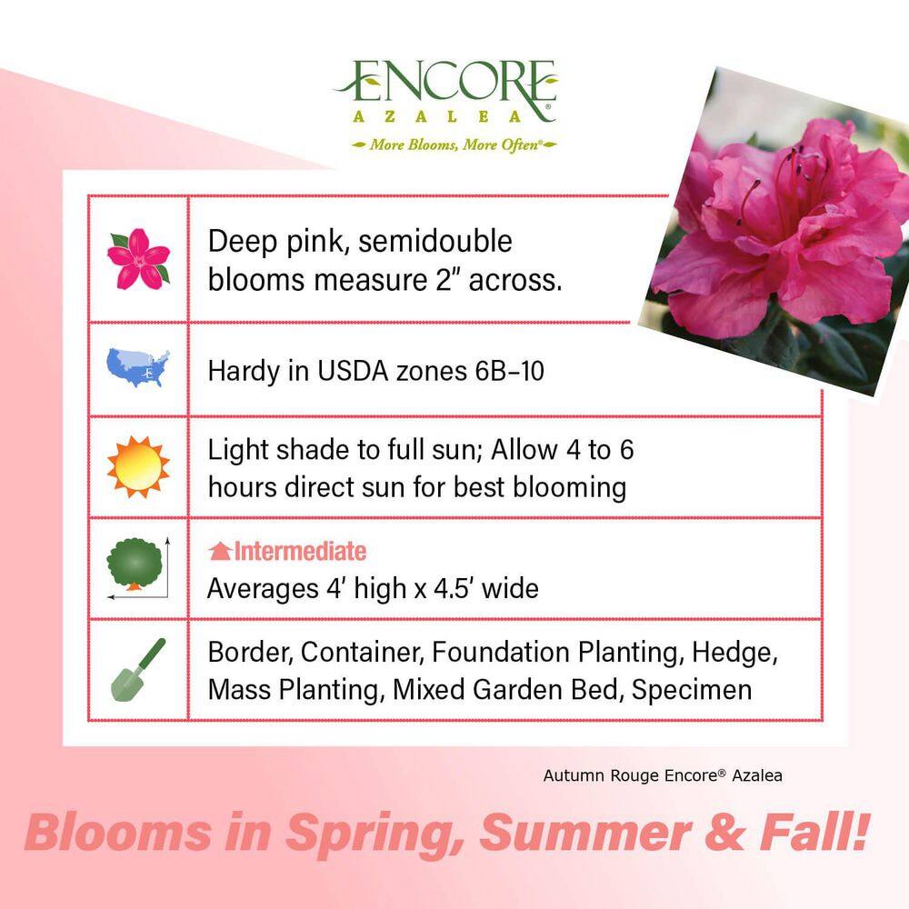 3 Gal. Autumn Rouge Shrub with Ruffled Bright Pink Reblooming Flowers - Hercitys