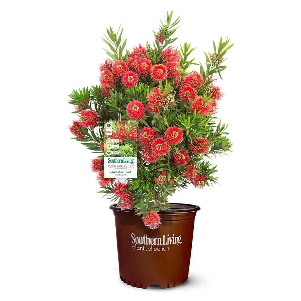 2 Gal. Light Show Bottlebrush Dwarf Plant with Red Flowers - Hercitys