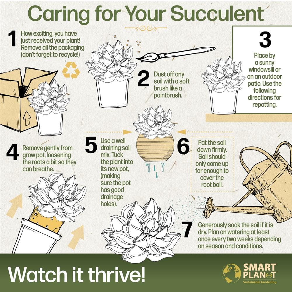 1 Gal. Crassula Obliqua Lemon N Lime (Variegated Jade) – Single - Hercitys