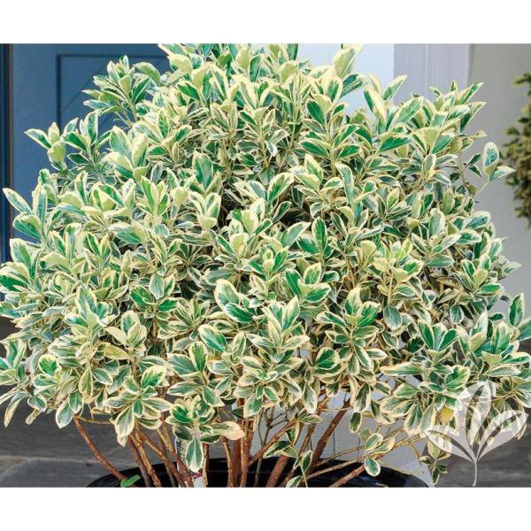 1 Gal. Silver King Euonymus Shrub Evergreen Leaves with Silvery White Edges - Hercitys