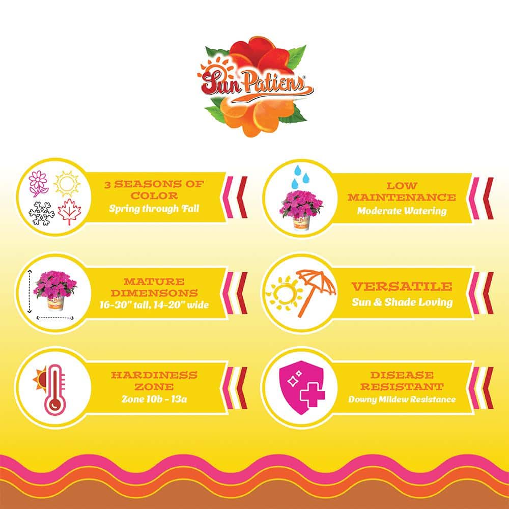 2.5 In. Vigorous Rose Pink SunPatiens Impatiens Outdoor Annual Plant with Pink Flowers (3-Pack) - Hercitys