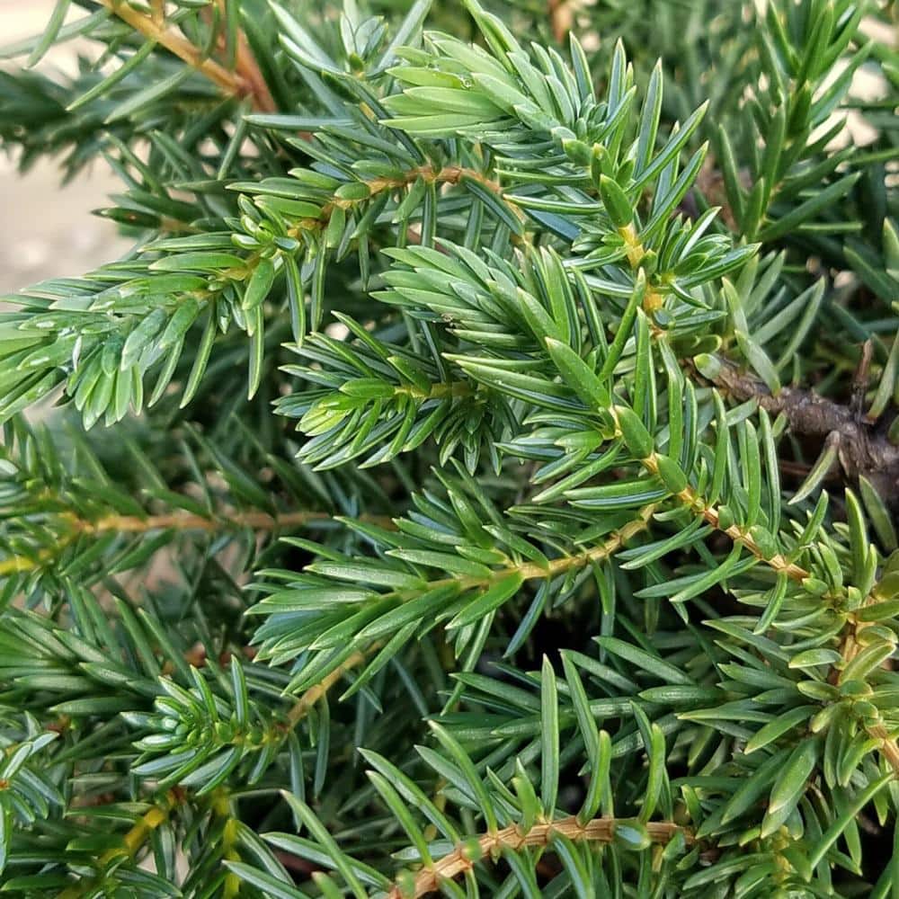2.5 Qt. Blue Pacific Juniper – Evergreen Groundcover Plant - Hercitys