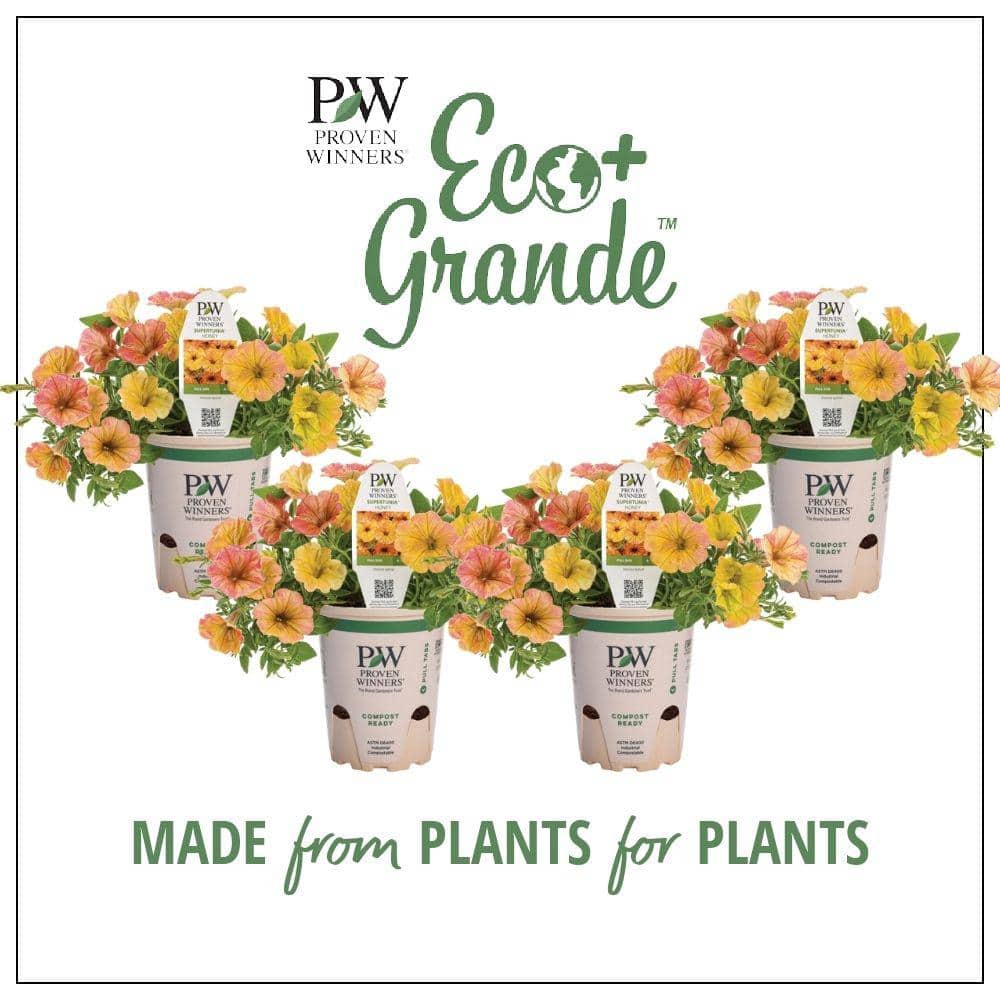 4.25 in. Eco+Grande Supertunia Honey (Petunia) Live Plant, Yellow Flowers (4-Pack) - Hercitys