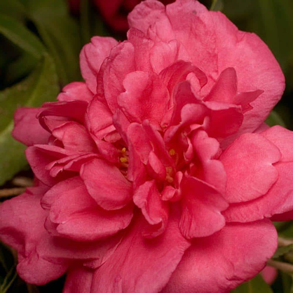2.5 Qt. Alabama Beauty Camellia(sasanqua) – Evergreen Shrub with Rosy-red double Blooms - Hercitys