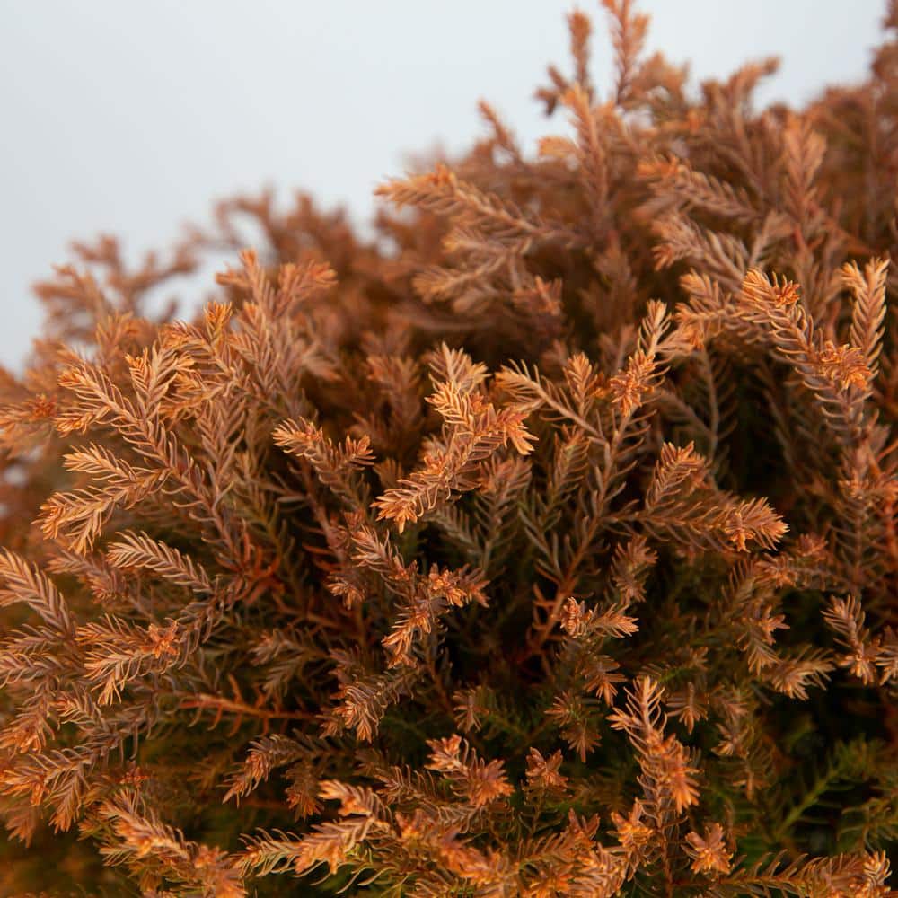 2.5 Qt. Fire Chief Arborvitae (Thuja) Live Dwarf Evergreen Shrub, Golden-Orange Foliage - Hercitys