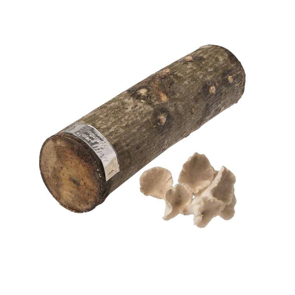 12 in. Oyster Mushroom Log - Hercitys