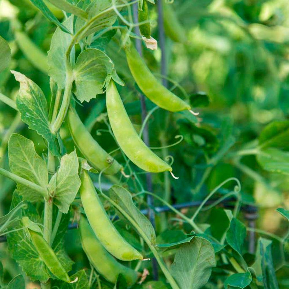 0.50 lb. Snap Pea Sugar Ann (Seed Packet) - Hercitys