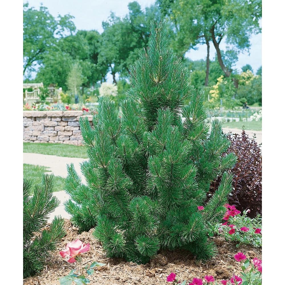 1 Gal. Tannenbaum Mugo Pine Tree - Hercitys