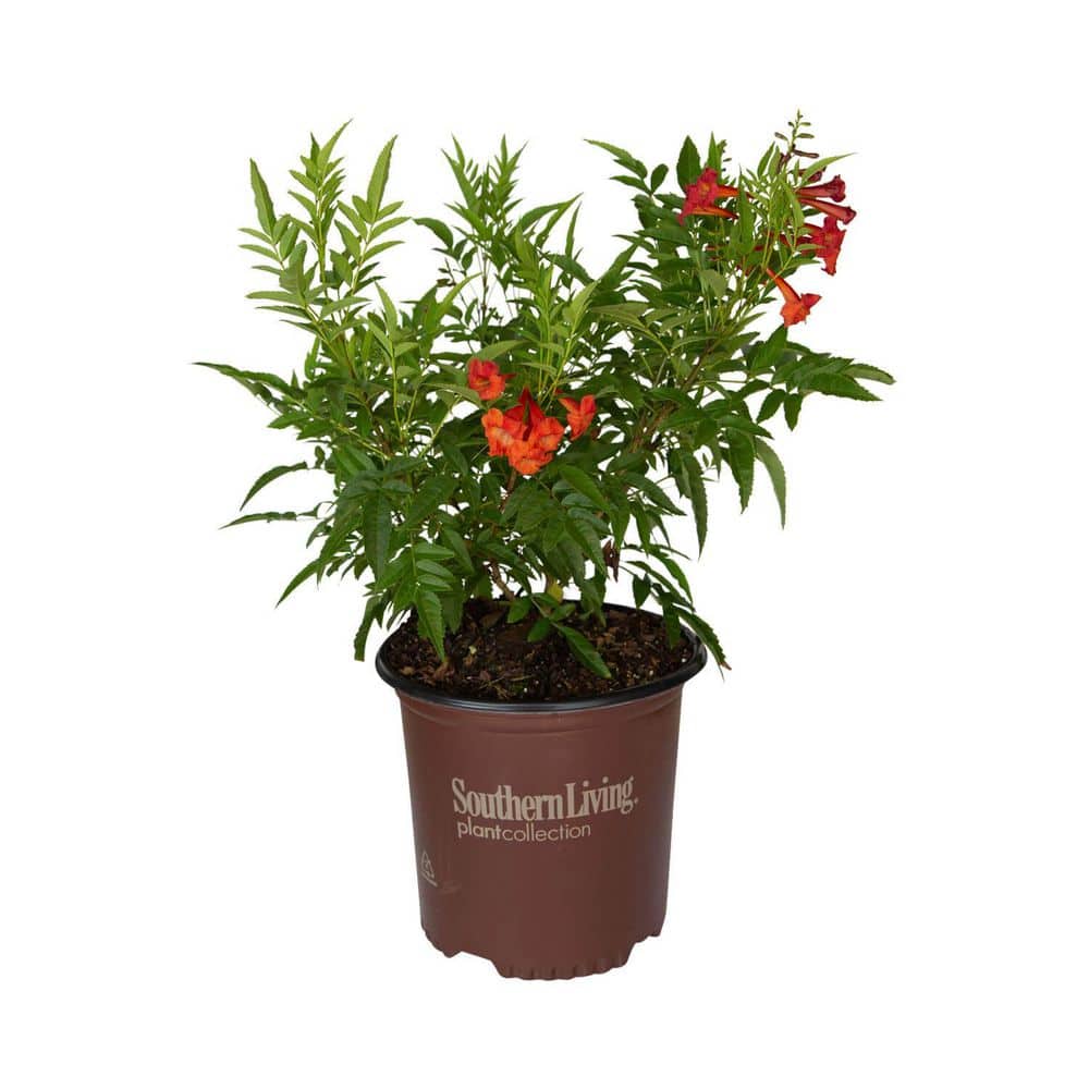 1.5 Gal. Bells of Fire Tecoma, Live Blooming Perennial Plant - Hercitys