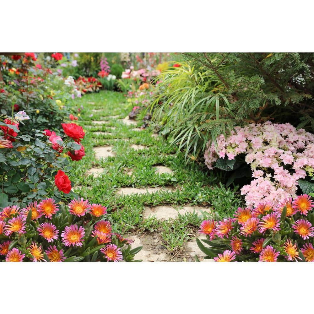 2.5 qt. Delosperma Ocean Sunset Perennial Plant with Orange and Fuchsia Flowers-(4-Pack) - Hercitys