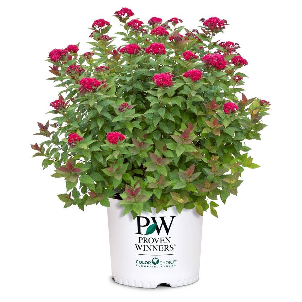2 Gal. Double Play Doozie (Spirea) Live Shrub with Pink Flowers - Hercitys