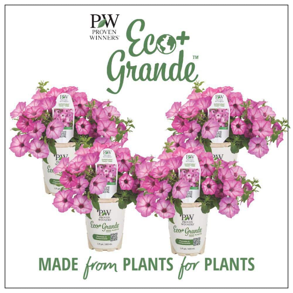4.25 in. Eco+ Grande Supertunia Pink Tiara (Petunia Hybrid) Live Annual Plant with Pink Flowers 4-Pack - Hercitys