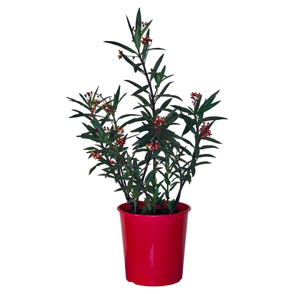 1.5 Gal Asclepias (Butter Fly Weed) Red Flower Plant in 8.25 in. Grower’s Pot - Hercitys