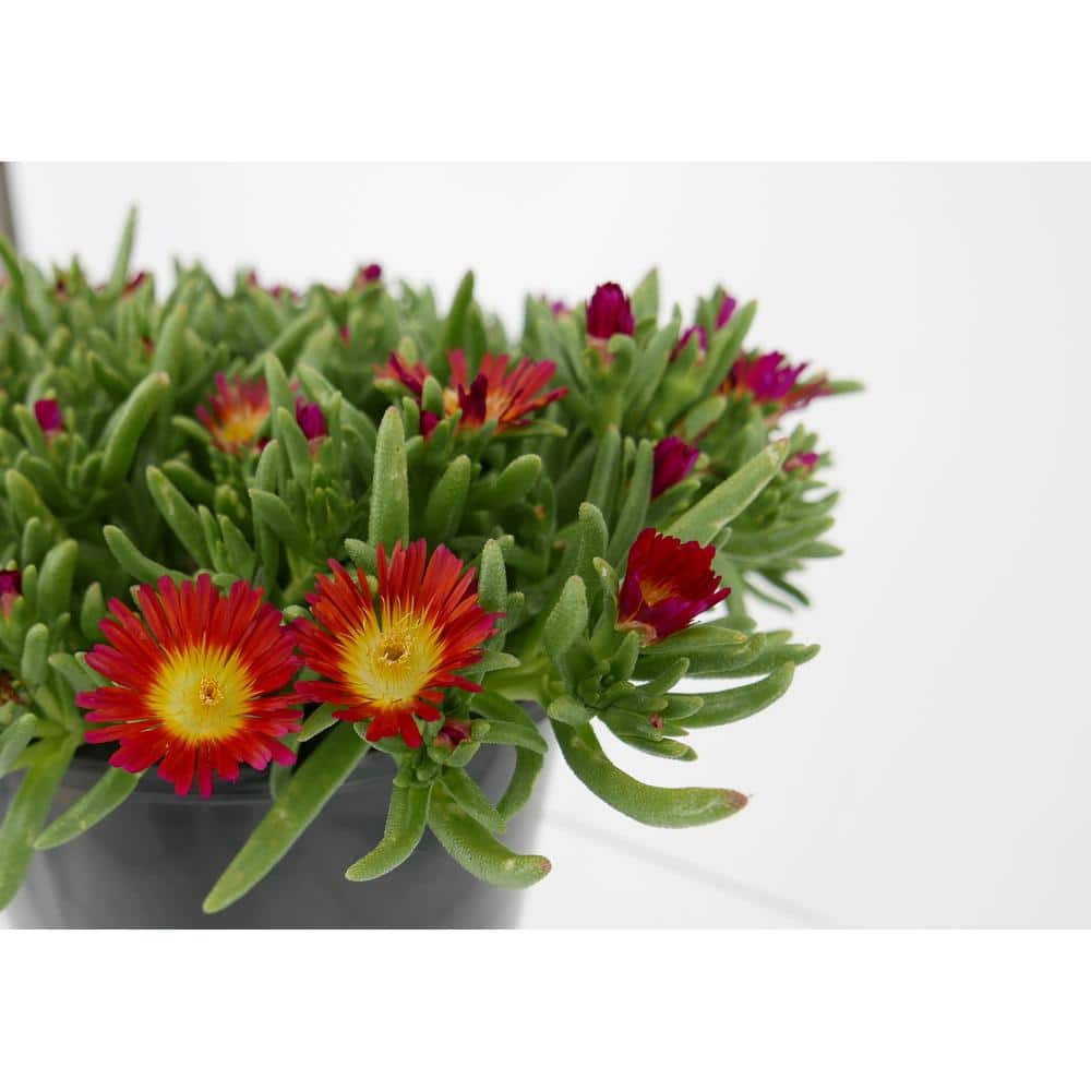 1.0 PT Delosperma Wheels of Wonder Mix Perennial Plant with Multi-Colored Flowers – (4-Pack) - Hercitys