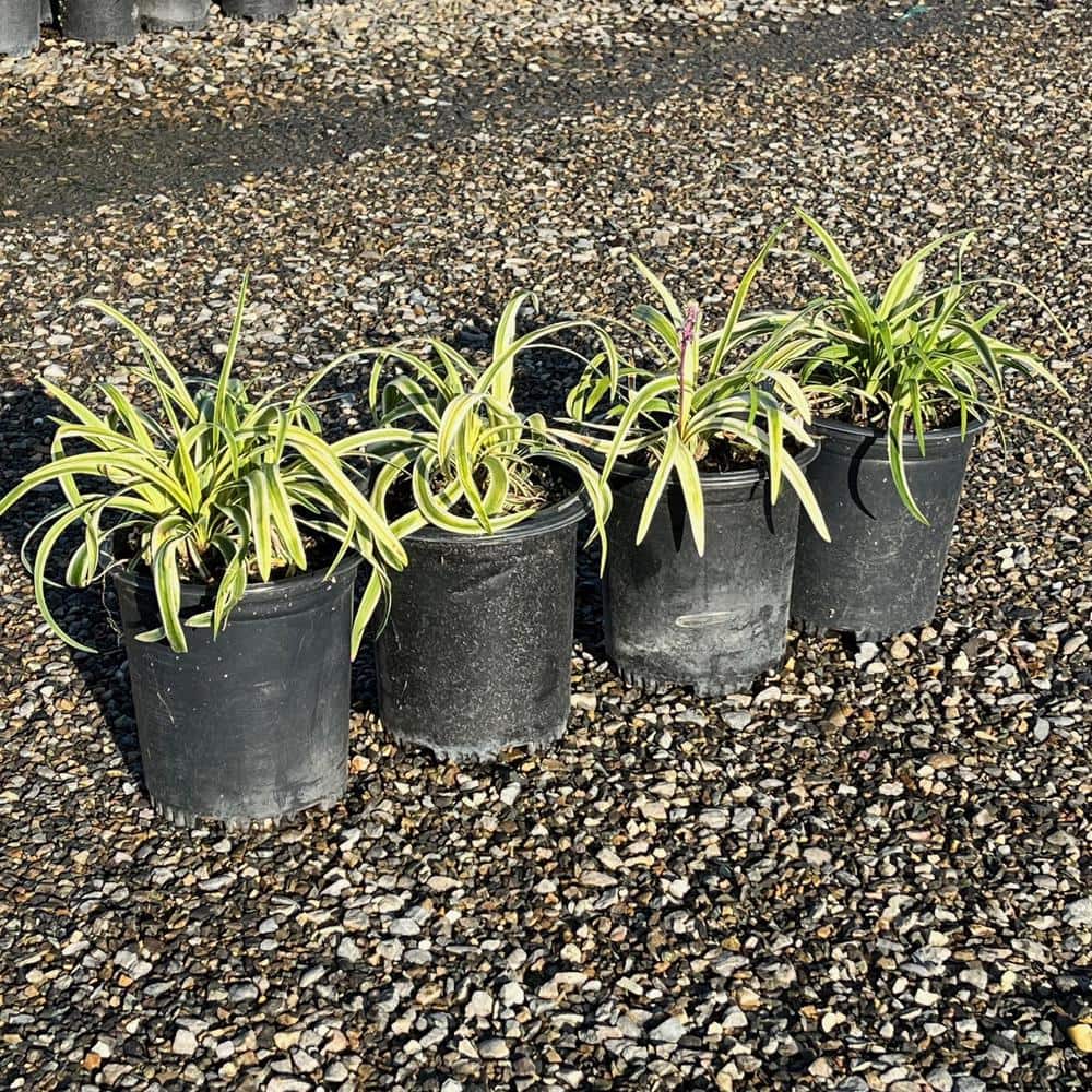 #1 Container Lily Silvery Sunproof Turf Plants (4-Pack) - Hercitys