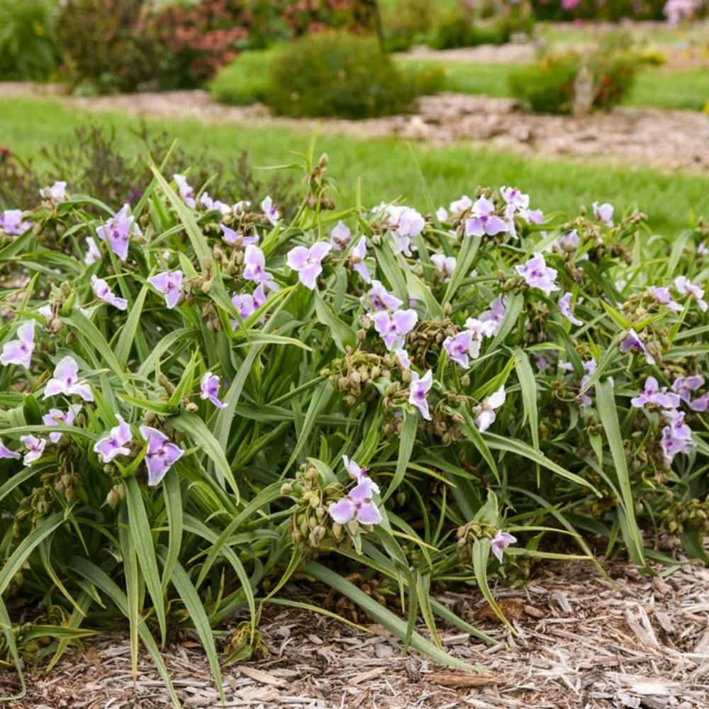 1 Gal. Webmaster Spiderwort (Tradescantia Hybrid) Live Perennial Plant with Purple Flowers - Hercitys