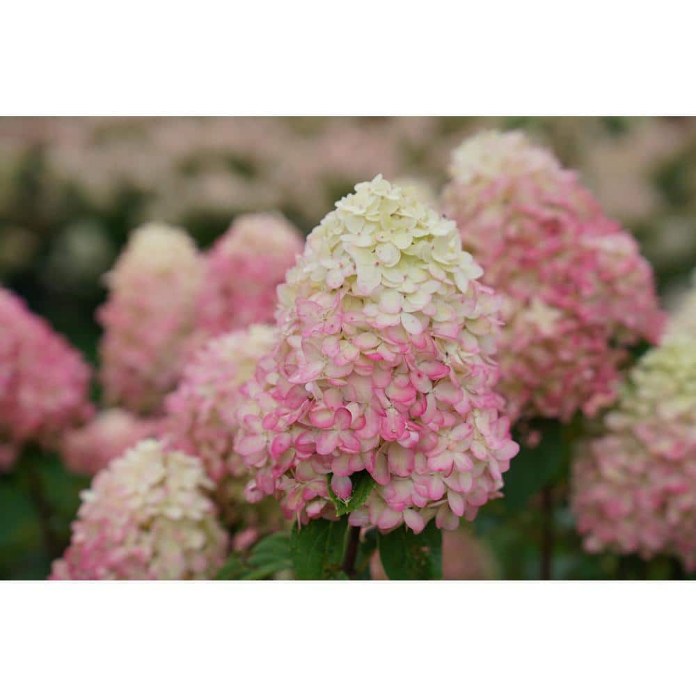 4.5 in. Qt. Limelight ‘Prime’ Hydrangea, Live Plant, Green and Pink Flowers - Hercitys