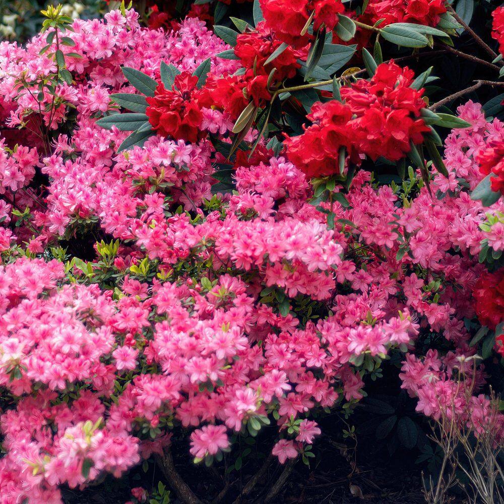2.5 Quart Azalea ‘Pink Ruffle’ Flowering Shrub with Pink Flowers - Hercitys