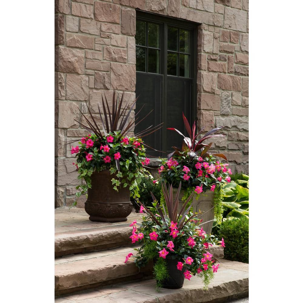 1.5 Pint Dipladenia Flowering Annual Shrub with Red and Pink Flowers (4-Pack) - Hercitys