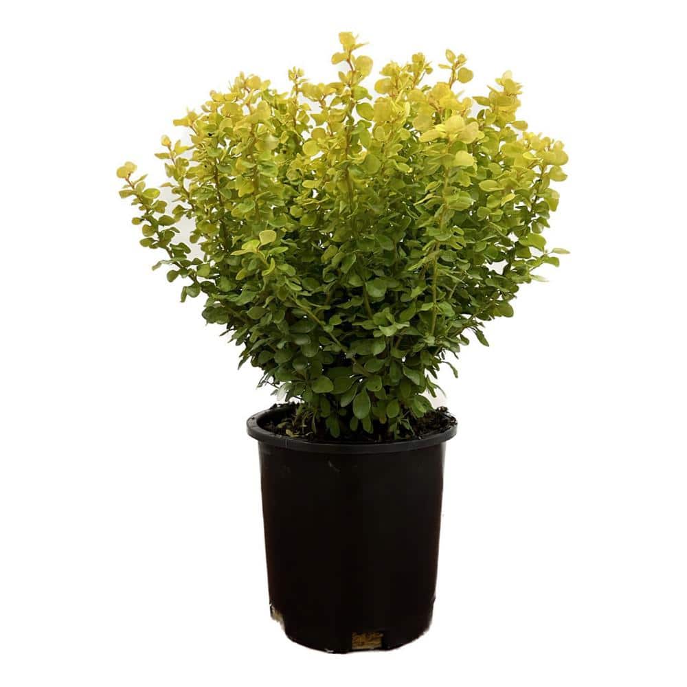 2.5 Qt. Bogozam Barberry Live Shrub with Yellow Foliage - Hercitys