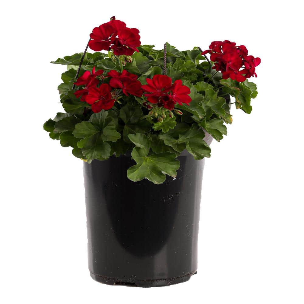 2 Gal. Dark Red Dark Leaf Calliope Medium Geranium Plant - Hercitys