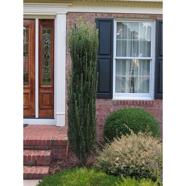 1 Gal. Sky Pencil Japanese Holly Shrub Columnar Evergreen Especially Elegant in Containers and as Hedges - Hercitys