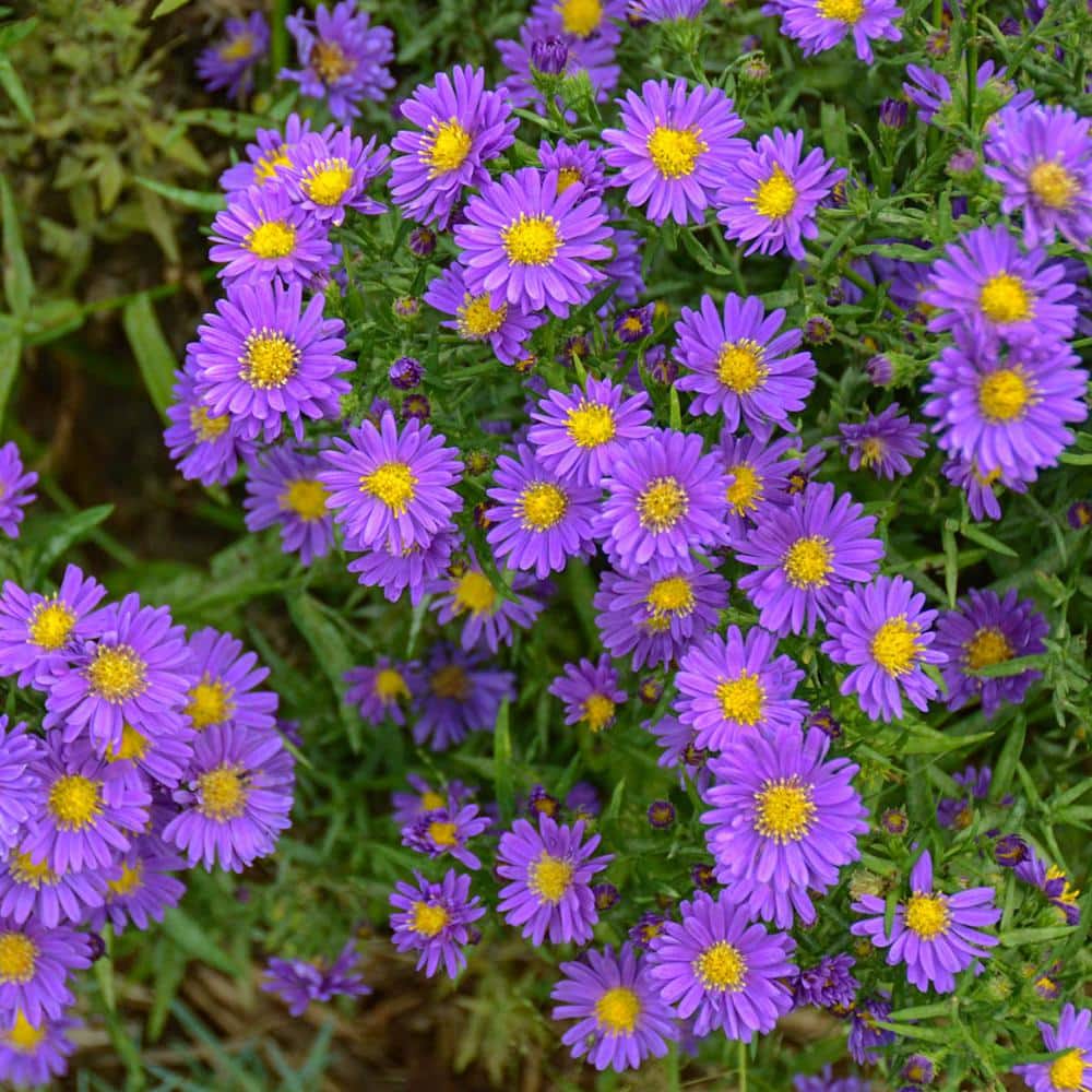 1 Gal. Pot Jindai Blue Flowering Tartarian Aster Perennial Plant (1-Pack) - Hercitys