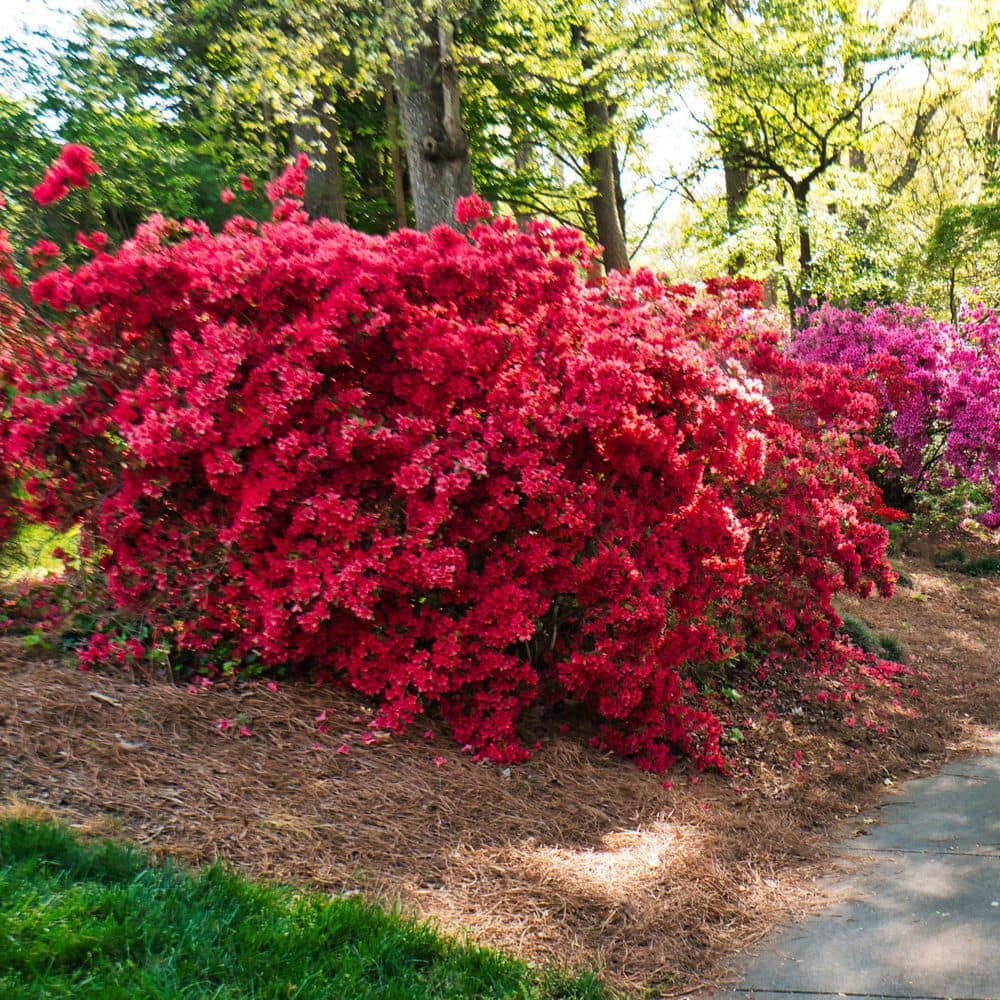 2.5 Quart Azalea ‘Stewartstonian’ Flowering Shrub with Red Flowers - Hercitys