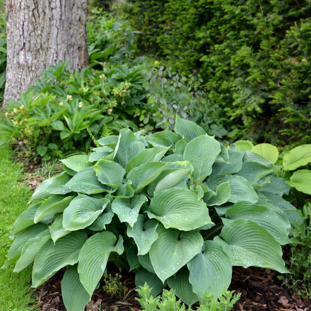 1 Gal. Halcyon Hosta – 2 Pack - Hercitys