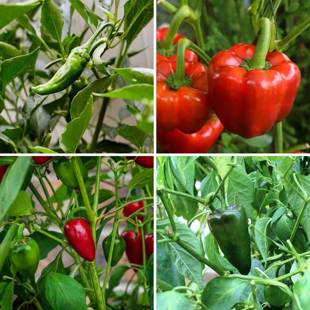 2.5 in. Chile Pepper Plant Collection (4-Pack) - Hercitys