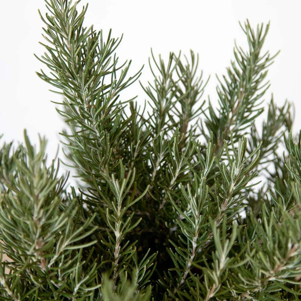 2.5 Qt. Chef’s Choice Rosemary – Live Potted Herb Plants - Hercitys