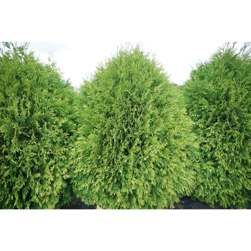 1 Gal. Cheer Drops Arborvitae (Thuja) Live Plant, Shrub, Green Evergreen Foliage - Hercitys