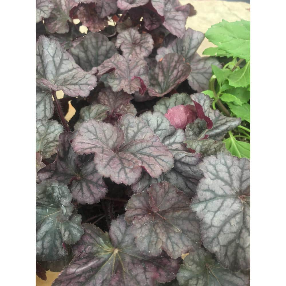 1 Gal. Pot, Plum Pudding Coral Bells Potted Flowering Perennial Plant (1-Pack) - Hercitys