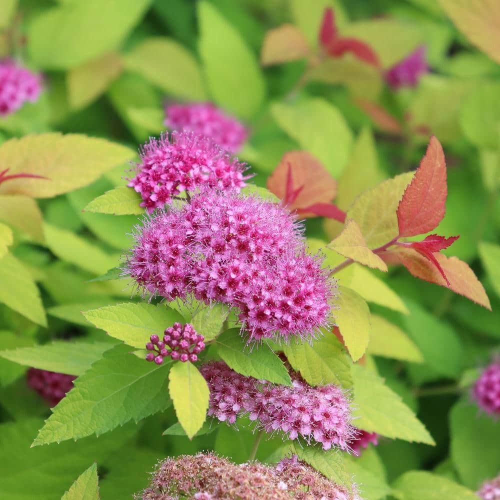 2 Gal, Double Play Candy Corn Spirea Shrub with Purple Flowers - Hercitys