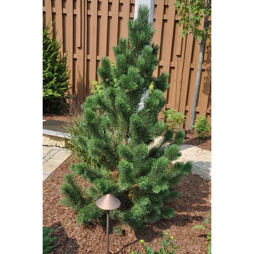 1 Gal. Tannenbaum Mugo Pine Tree - Hercitys