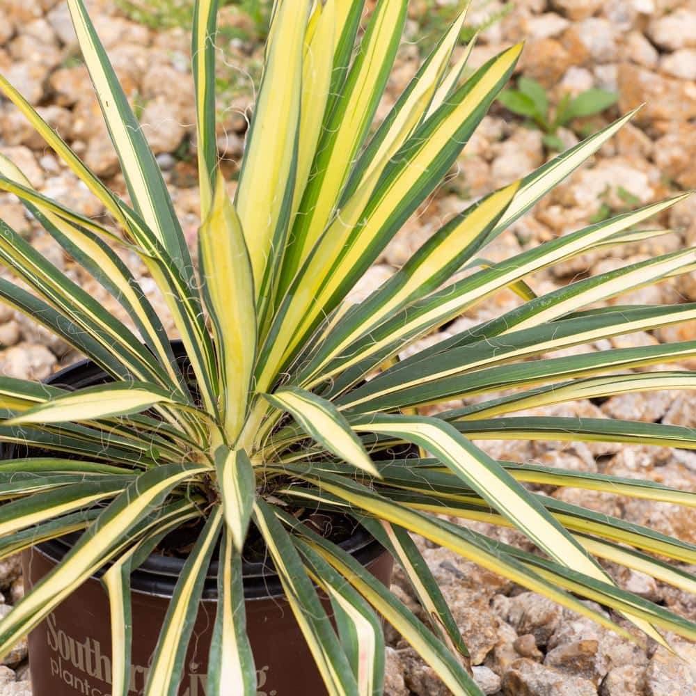 1.5 Gal. Color Guard Yucca (Adam’s Needle) with Variegated Creamy White and Dark Green Foliage - Hercitys