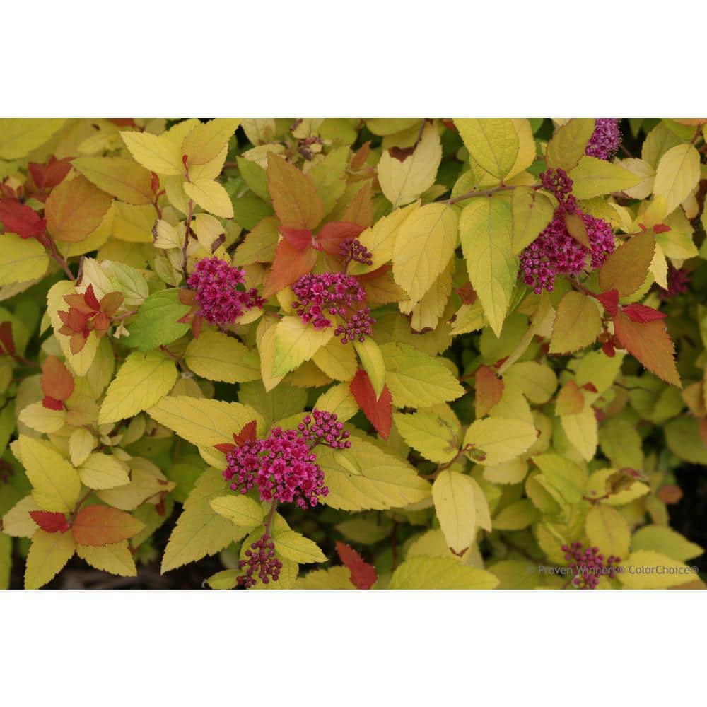 1 Gal. Double Play Candy Corn Spirea (Spiraea), Live Shrub, Purple Flowers and Orange, Red, and Yellow Foliage - Hercitys
