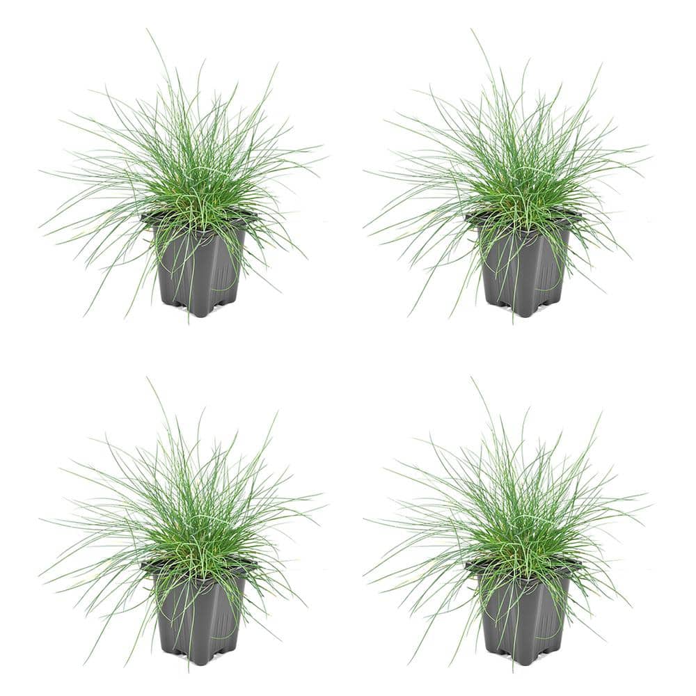 1.0 qt. Blue Grass Festuca Boulder Perennial (4-Pack) - Hercitys