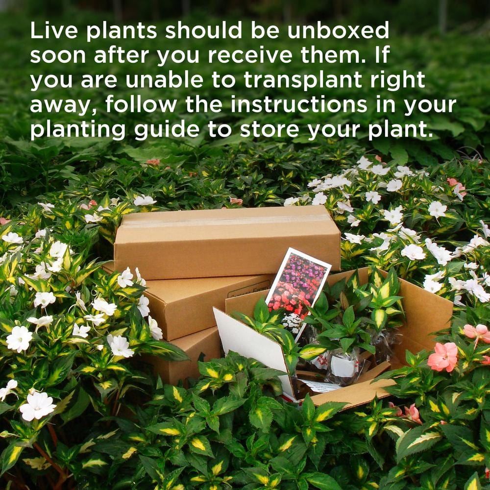 1 gal. Bottlebrush Shrub with Red Flowers - Hercitys