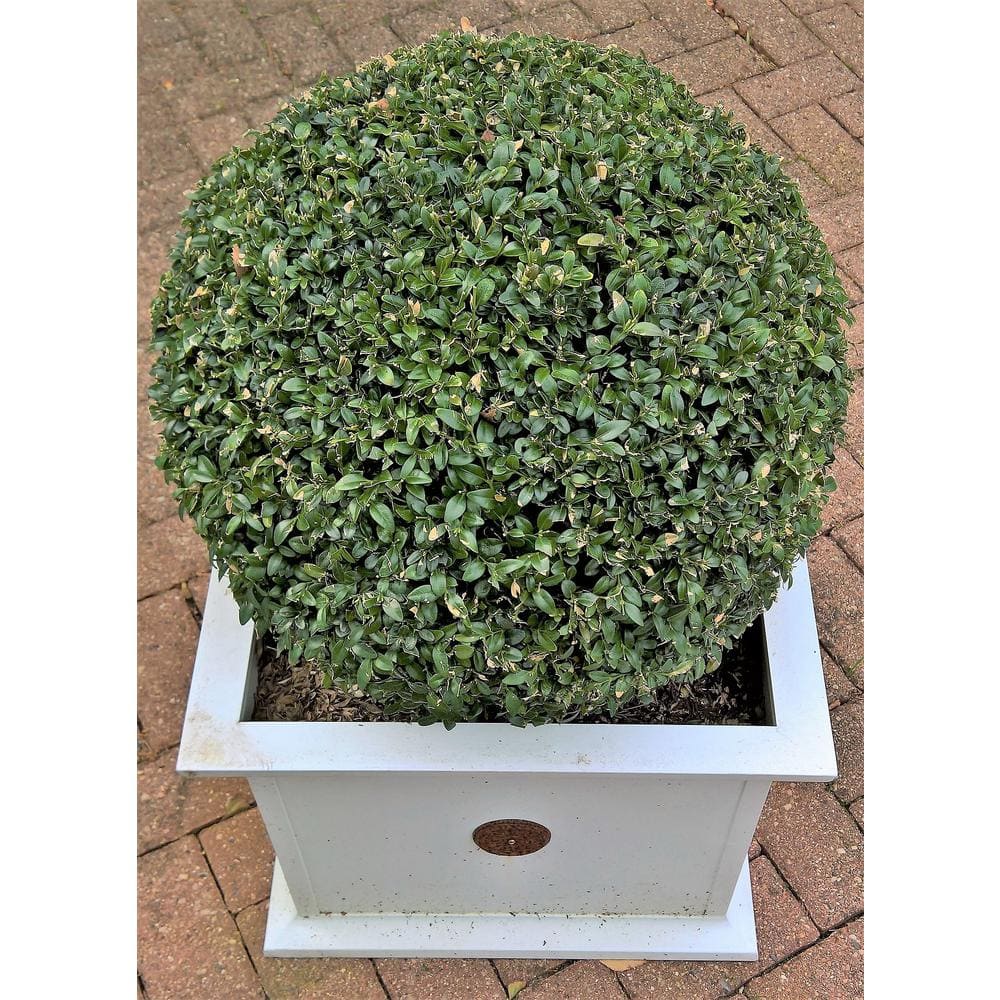1 Gal. Green Velvet Boxwood Evergreen Shrub 2-Plants - Hercitys