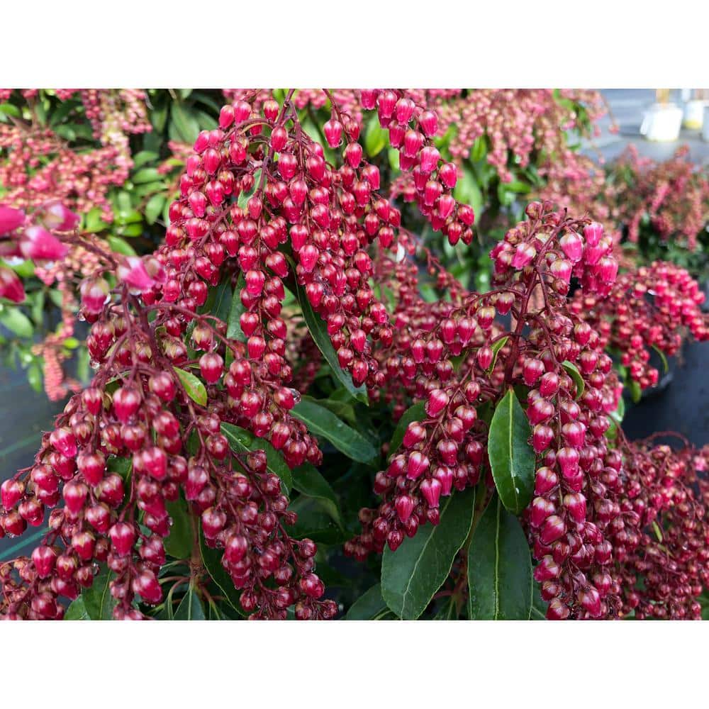 4.5 in. Quart Interstella Lily of the Valley Shrub (Pieris) Live Plant, Ruby Red Flowers - Hercitys