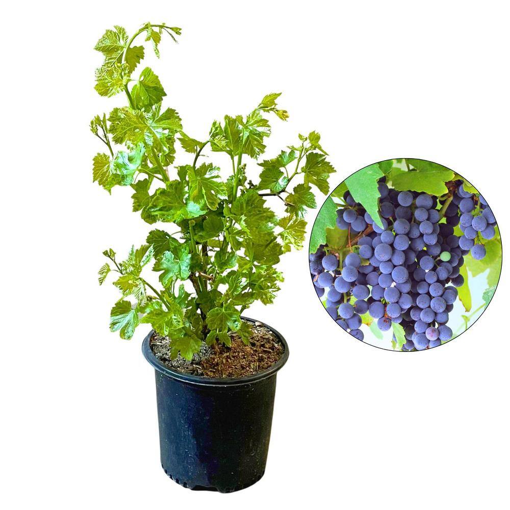#2 Container Concord Grape Vine Plant - Hercitys