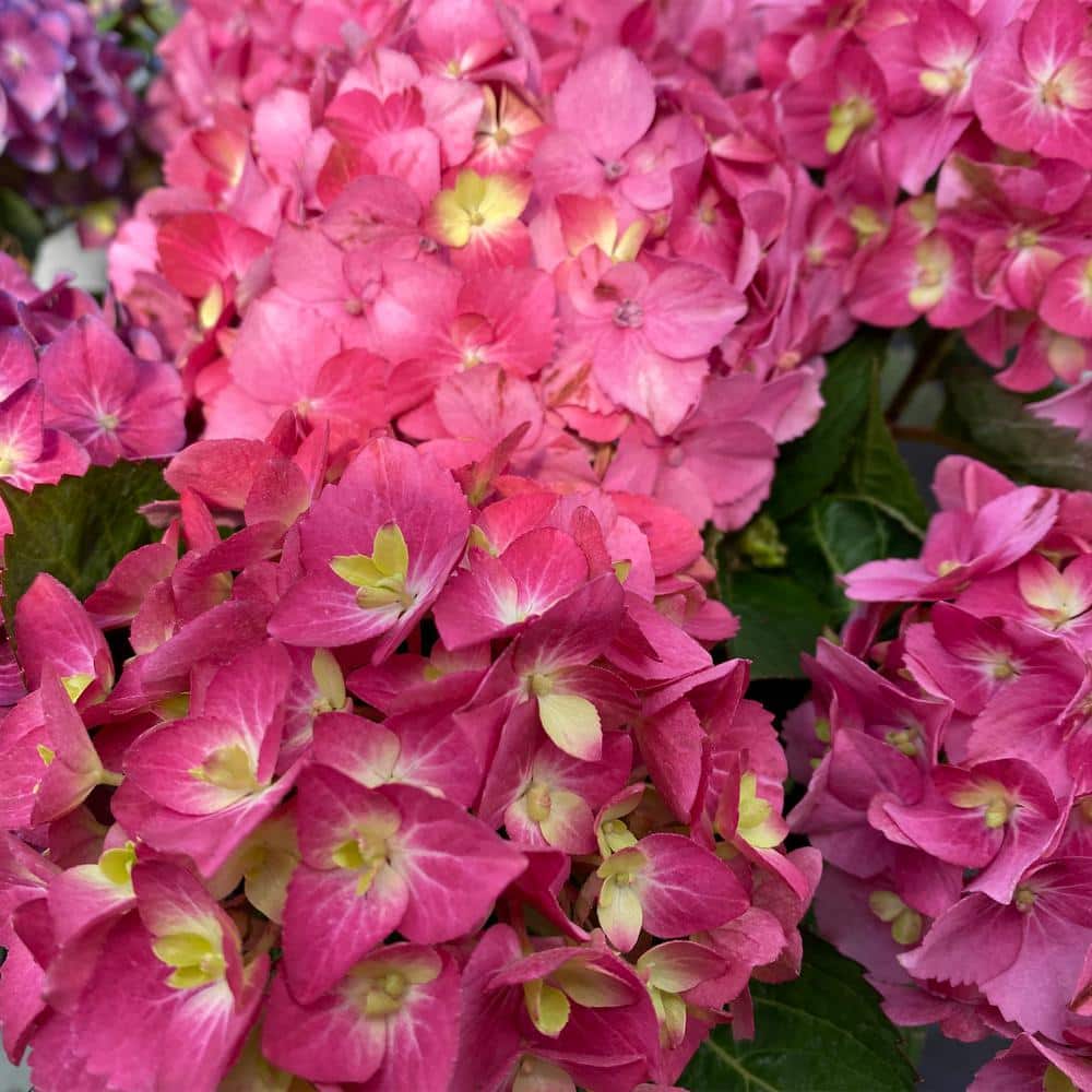 2 Gal. Let’s Dance Arriba Hydrangea Shrub with Blue, Pink, or Purple Blooms - Hercitys