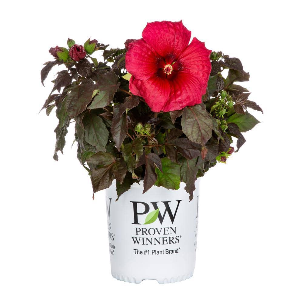 2 Gal. Proven Winners Hibiscus Summerific Holy Grail Perennial Plant (1-Pack) - Hercitys