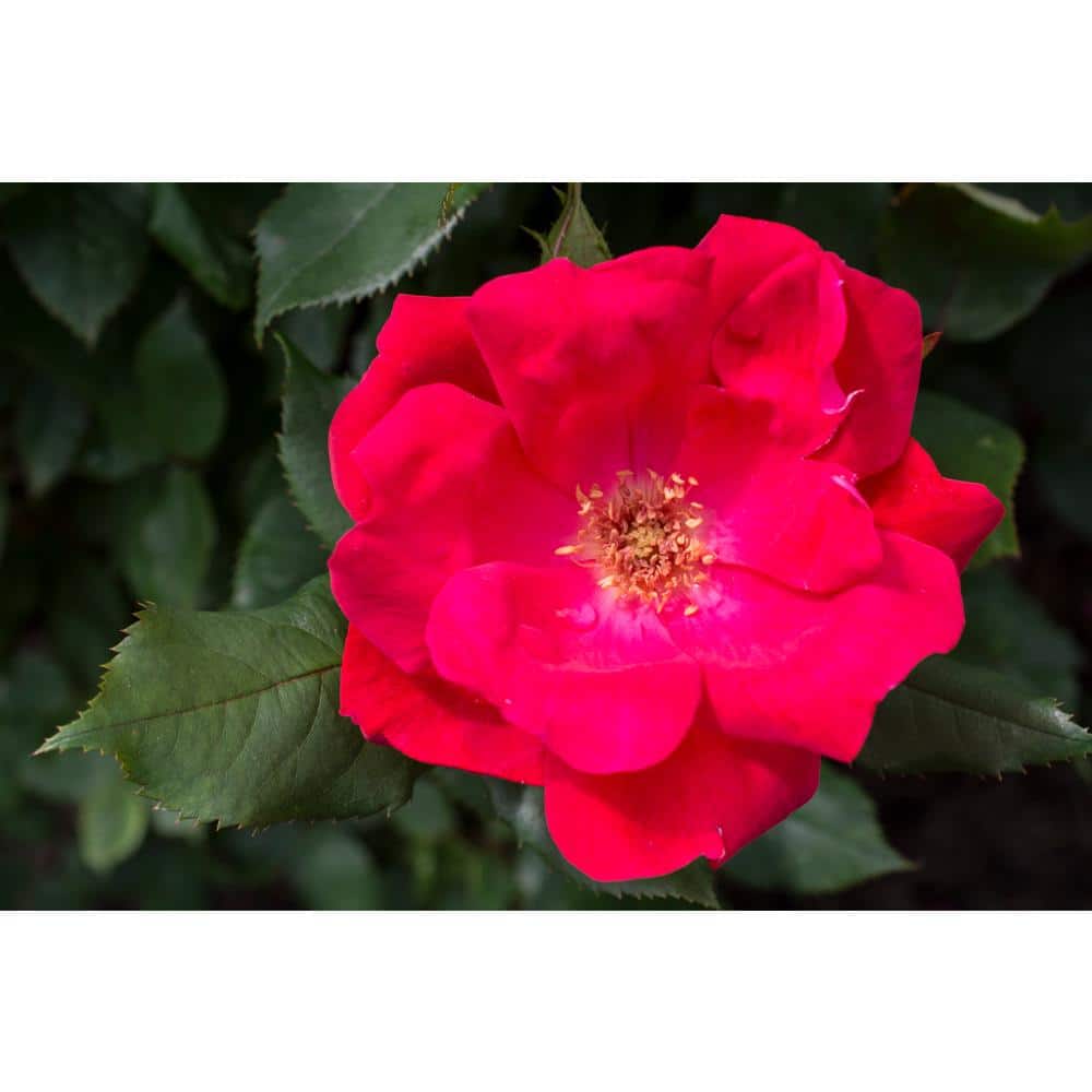 2 Gal. Red Knock Out Rose Bush with Red Flowers - Hercitys