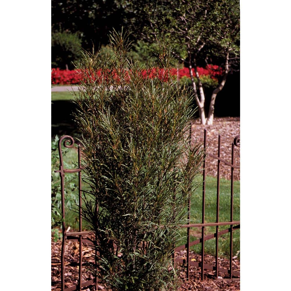 1 Gal. Fine Line Buckthorn (Rhamnus) Live Shrub, Green Foliage - Hercitys